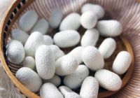Những cây thuốc thông thường dùng chữa bệnh cao huyết áp ( P2 )