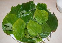 Thực hành dùng lá lốt trị đau răng, sâu răng