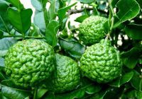 Phong Thủy Làm Sạch Với Lá Và Trái Chanh Chúc Kaffir Lime