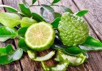 Chanh Chúc Kaffir Lime Ngăn Chặn Sự Suy Giảm Hệ Thống Miễn Dịch Do Hóa Trị Ung Thư