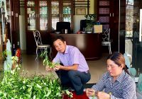 Cỏ rắn hay bìm bịp vị thuốc hay trà dành cho người bệnh nan y hay ngừa bệnh