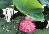 Cách dùng lá sen trị máu nhiễm mỡ