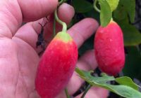 Dây bình bát - vị thuốc đồng quê dành cho người tiểu đường và trĩ