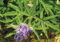 Dùng cây ngũ trảo hỗ trợ di chứng tê liệt do tai biến