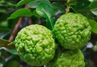 Lợi Ích Sức Khỏe Của Chanh Chúc Kaffir Lime